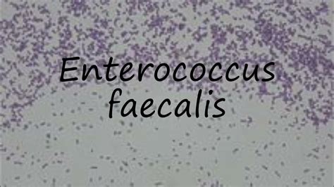 enterococcus faecium pronunciation